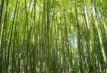बहुपयोगी वनस्पती : बांबू