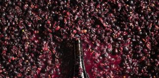 वा वा वाईन ची कुंडली !