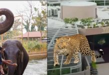 नांदणीच्या माधुरी हत्तीण नंतर १५ वाघ आणि, आता ५० बिबटे ? वनताराच्या ‘पिंजऱ्यात’; वनखात्यावर टीका!