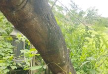 पूर्ण वाढलेल्या झाडांभोवतीचे ट्रिगार्ड काढून पुनर्वापराची मागणी