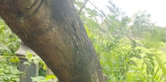 पूर्ण वाढलेल्या झाडांभोवतीचे ट्रिगार्ड काढून पुनर्वापराची मागणी